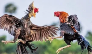 đá gà Sabong tại HB88