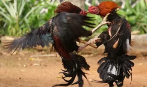 đá gà WS168 tại HB88